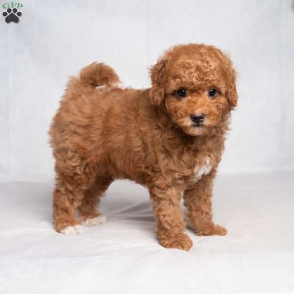 Gilbert, Cavapoo Puppy